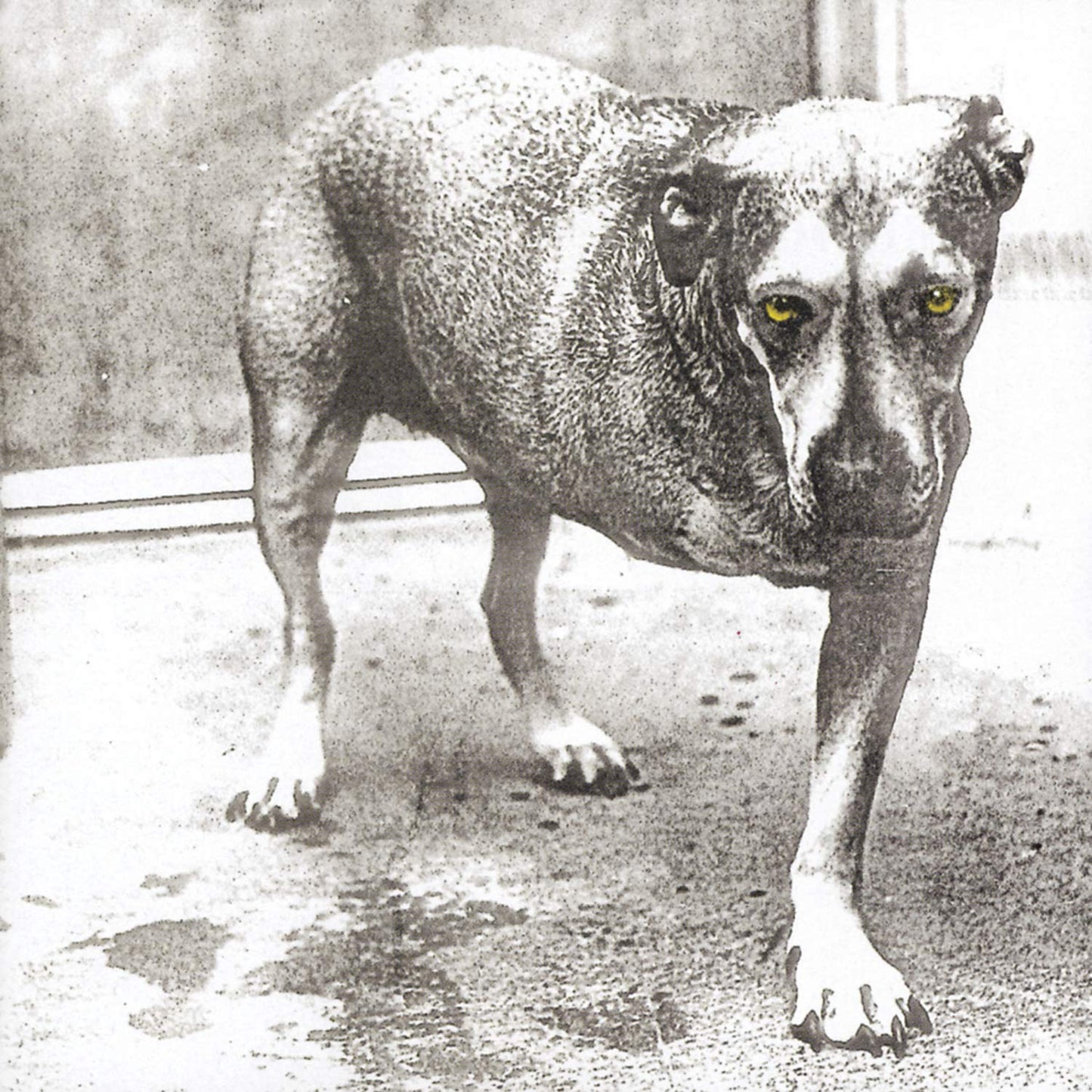 ALICE IN CHAINS – S/T 2xLP