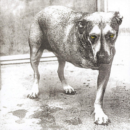 ALICE IN CHAINS – S/T 2xLP