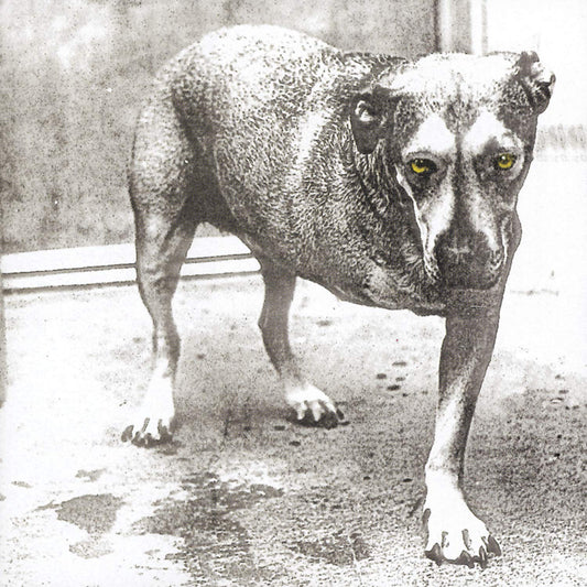 ALICE IN CHAINS – S/T 2xLP
